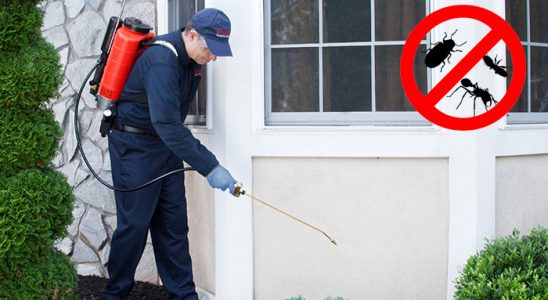 Pancar Bit İlaçlama böcek ilaçlama ve haşere kontrolü — ilaclama-tr.com